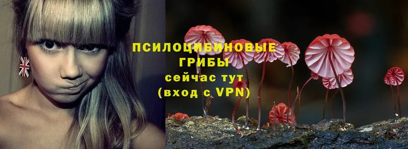 Галлюциногенные грибы Psilocybe  продажа наркотиков  Видное 